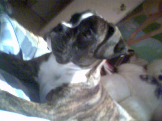 Iris con seis meses Iris con seis meses